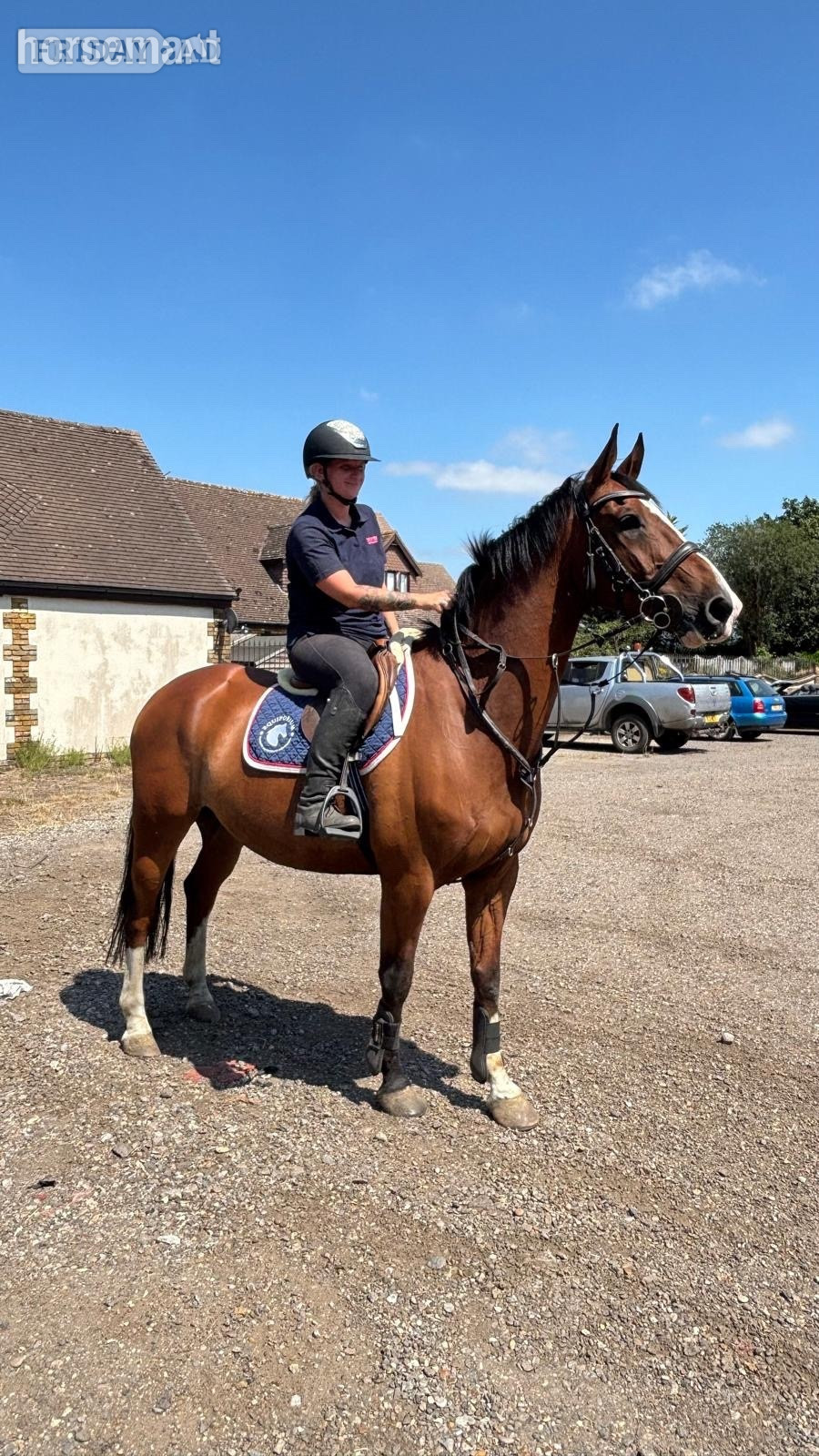 Noak Hill "HK HANDS ON " Bay Gelding All Rounder