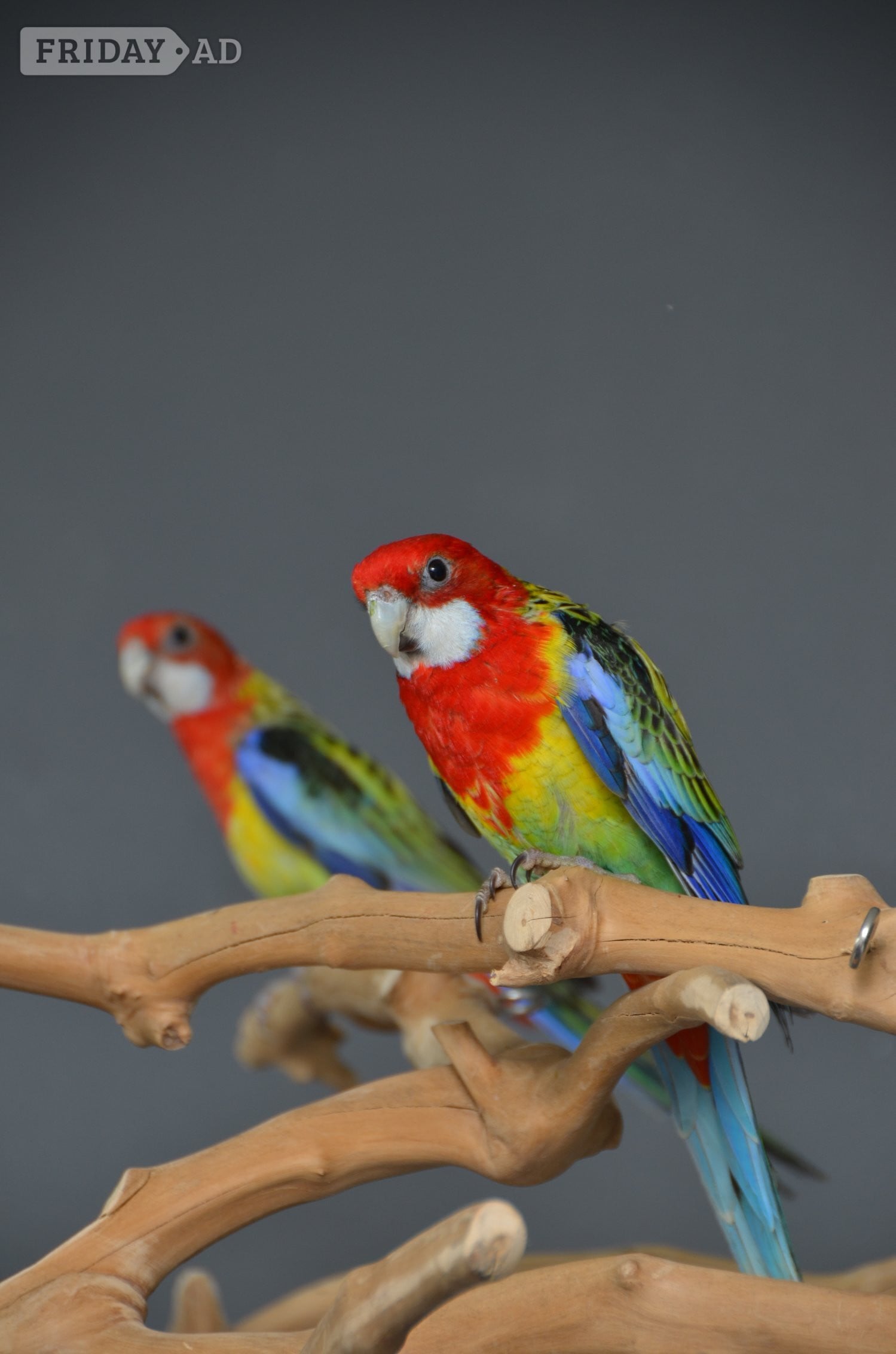 golden-mantled Rosella’s available. in Birmingham