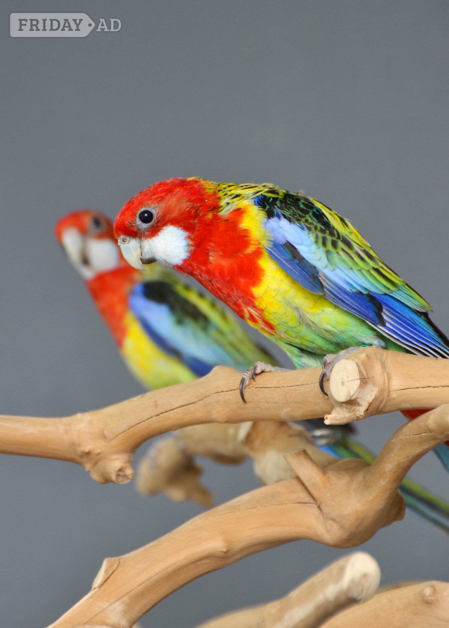 golden-mantled Rosella’s available.