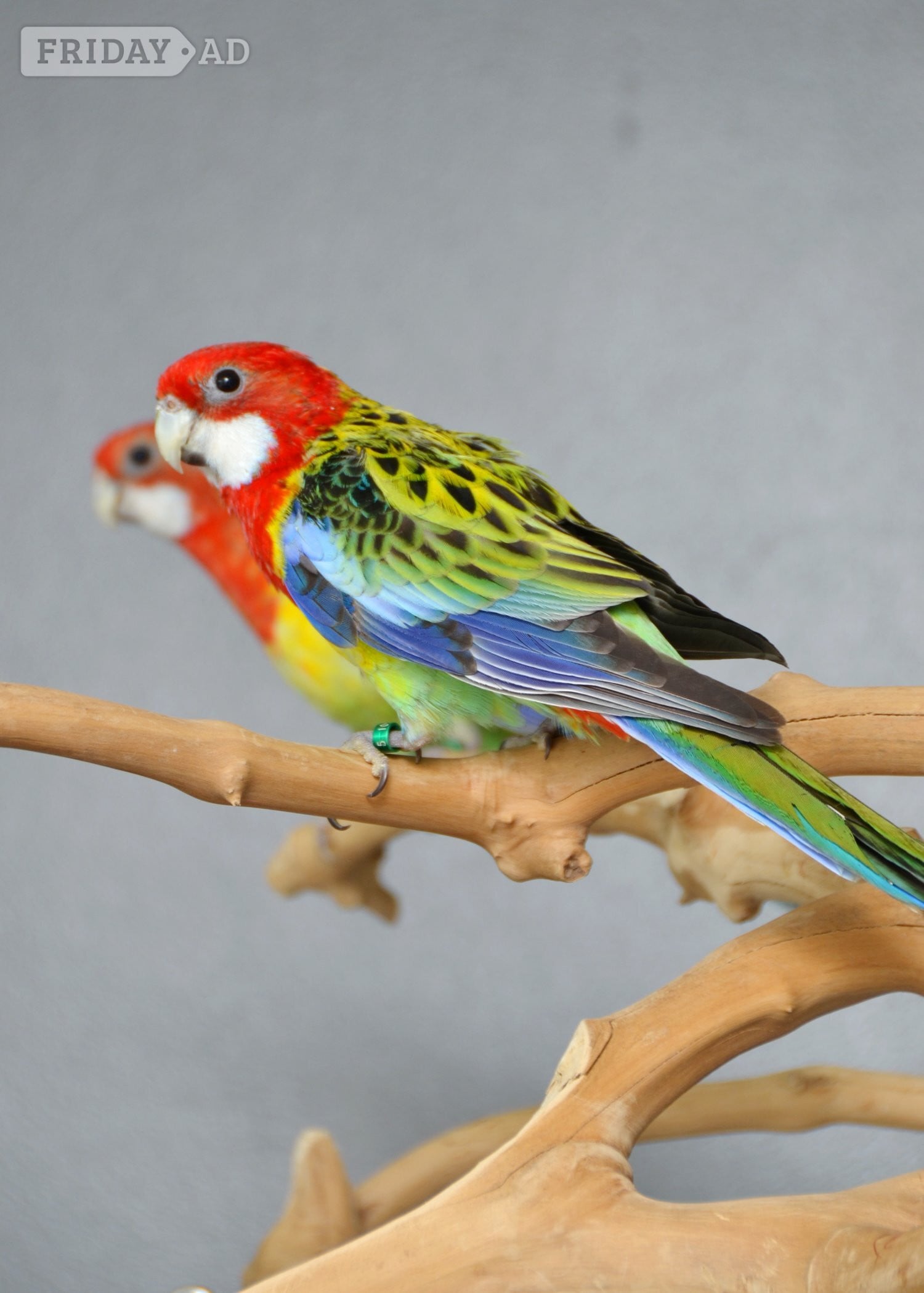 Birmingham golden-mantled Rosella’s available.