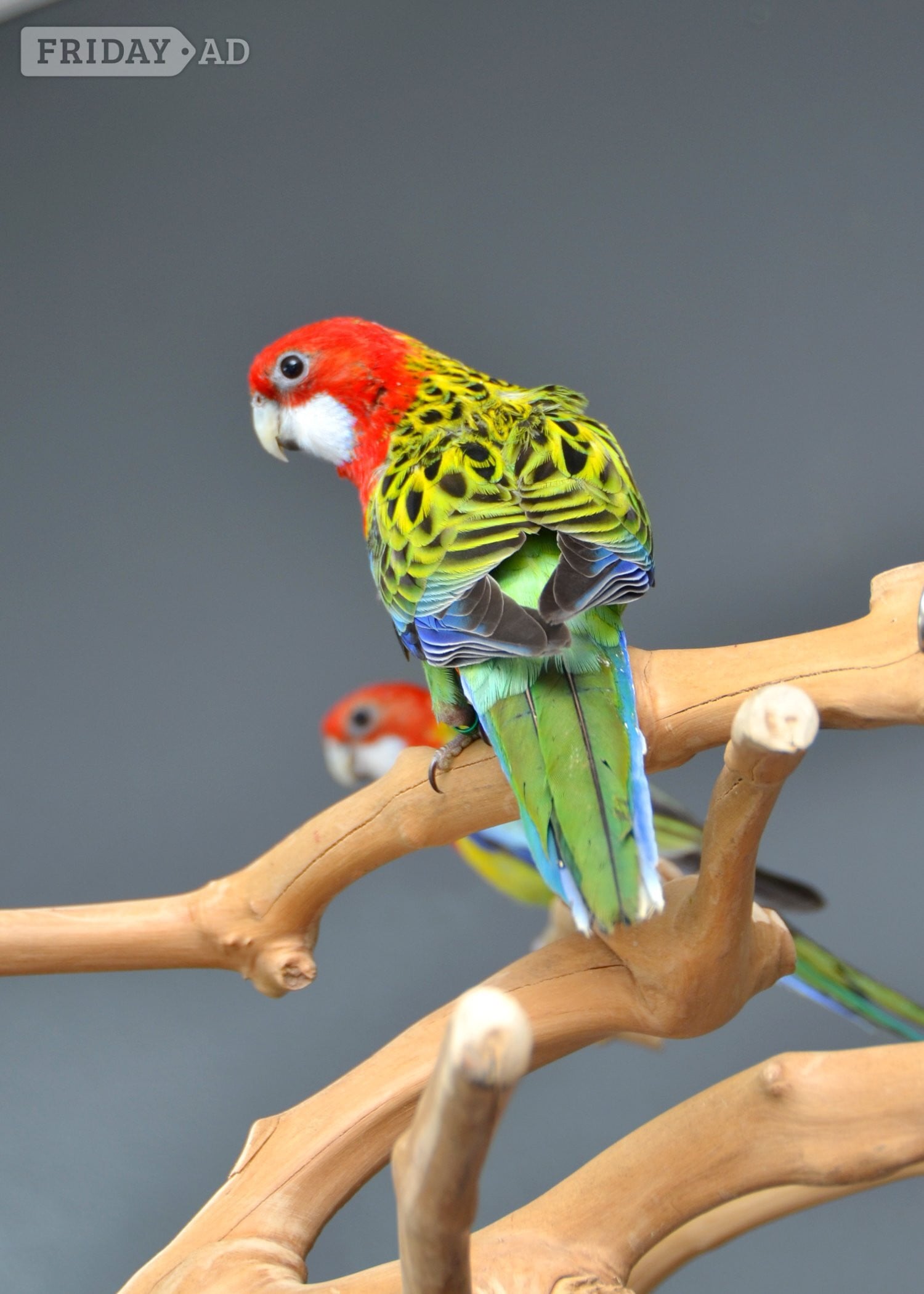 golden-mantled Rosella’s available. - Birds in Birmingham