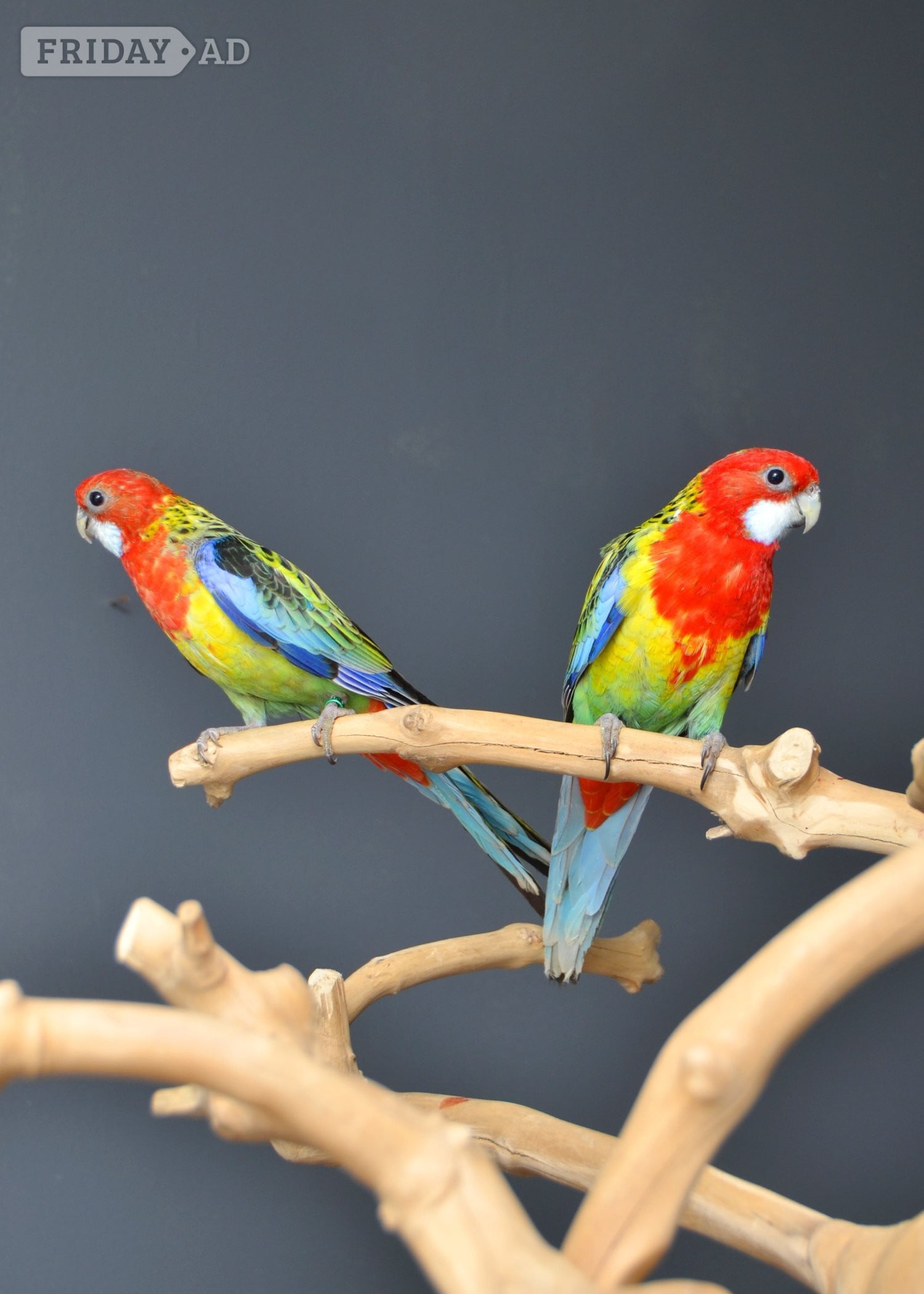 golden-mantled Rosella’s available. - Birds