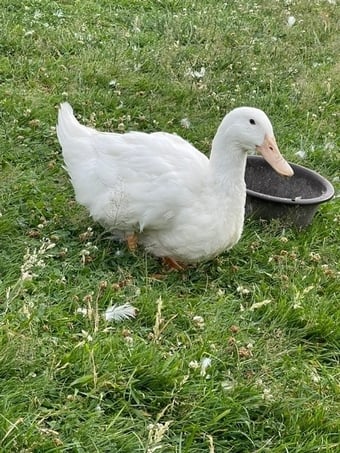 Aylesbury Ducks - flock dispersal - pure exhibition Aylesburys