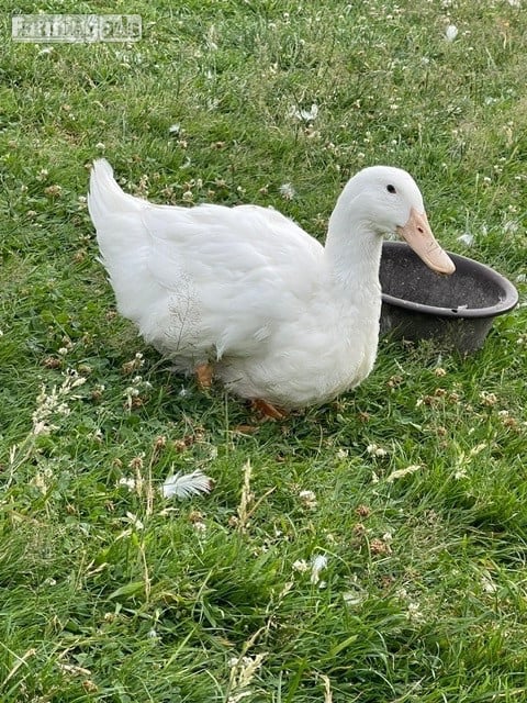 Aylesbury Ducks - flock dispersal - pure exhibition Aylesburys in Devizes