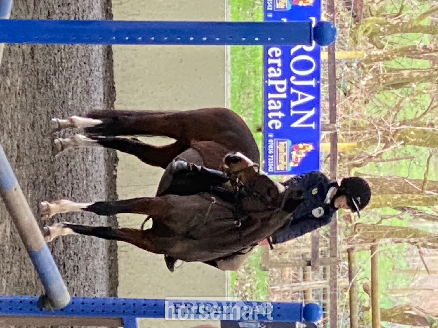 Carmarthen "Mini Monica " Bay Mare All Rounder