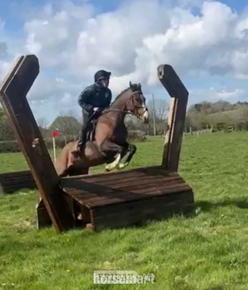 "Mini Monica " Bay Mare All Rounder - Horses in Carmarthen