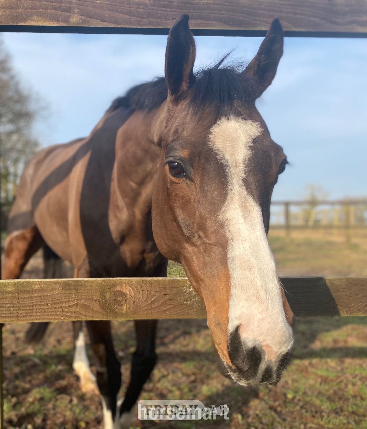 "Mini Monica " Bay Mare All Rounder - Horses