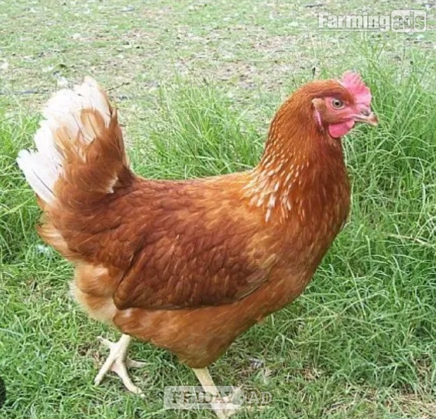 Nova Browns / Warrens - Point of Lay Hens in Pilling
