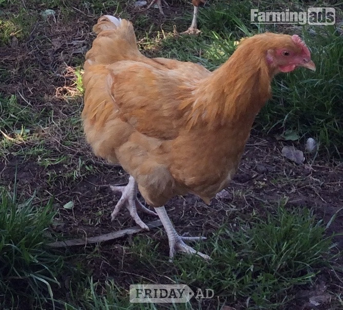 Nova Browns / Warrens - Point of Lay Hens