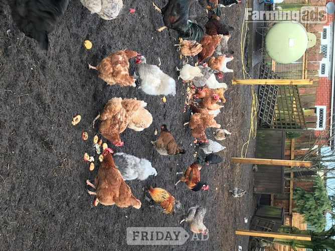 Pilling Nova Browns / Warrens - Point of Lay Hens