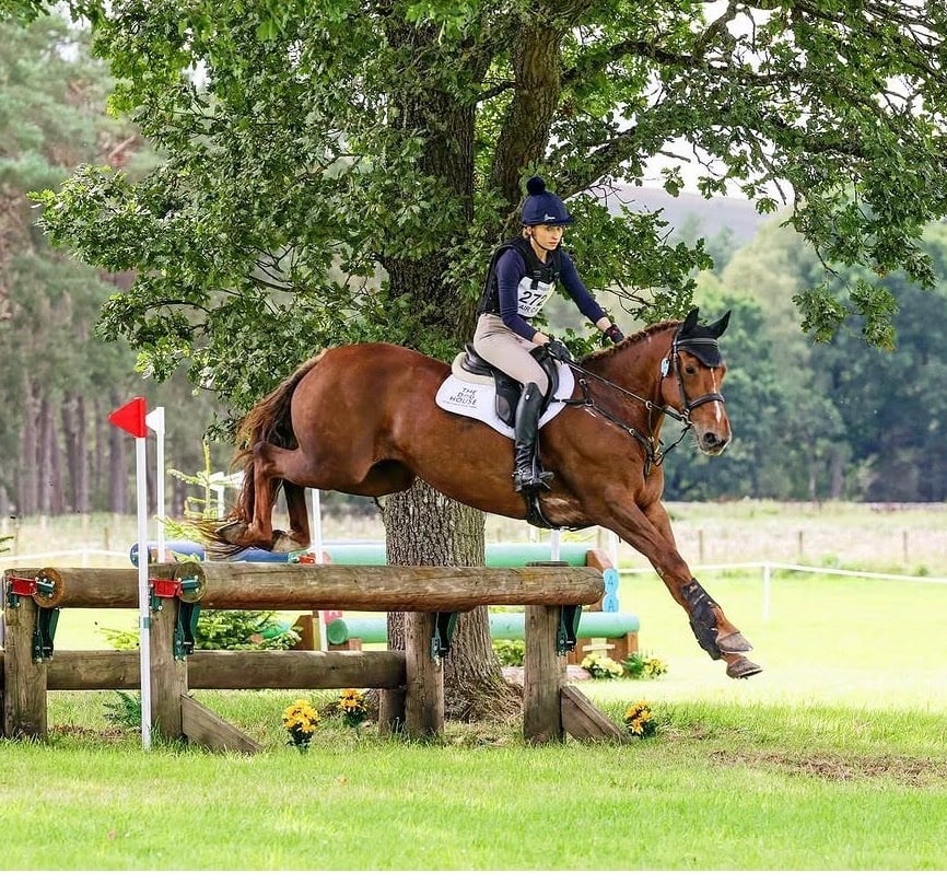 "Daisy " Chestnut Mare All Rounder - Horses in Motherwell