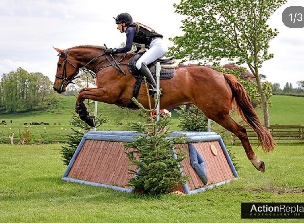 "Daisy " Chestnut Mare All Rounder - Horses