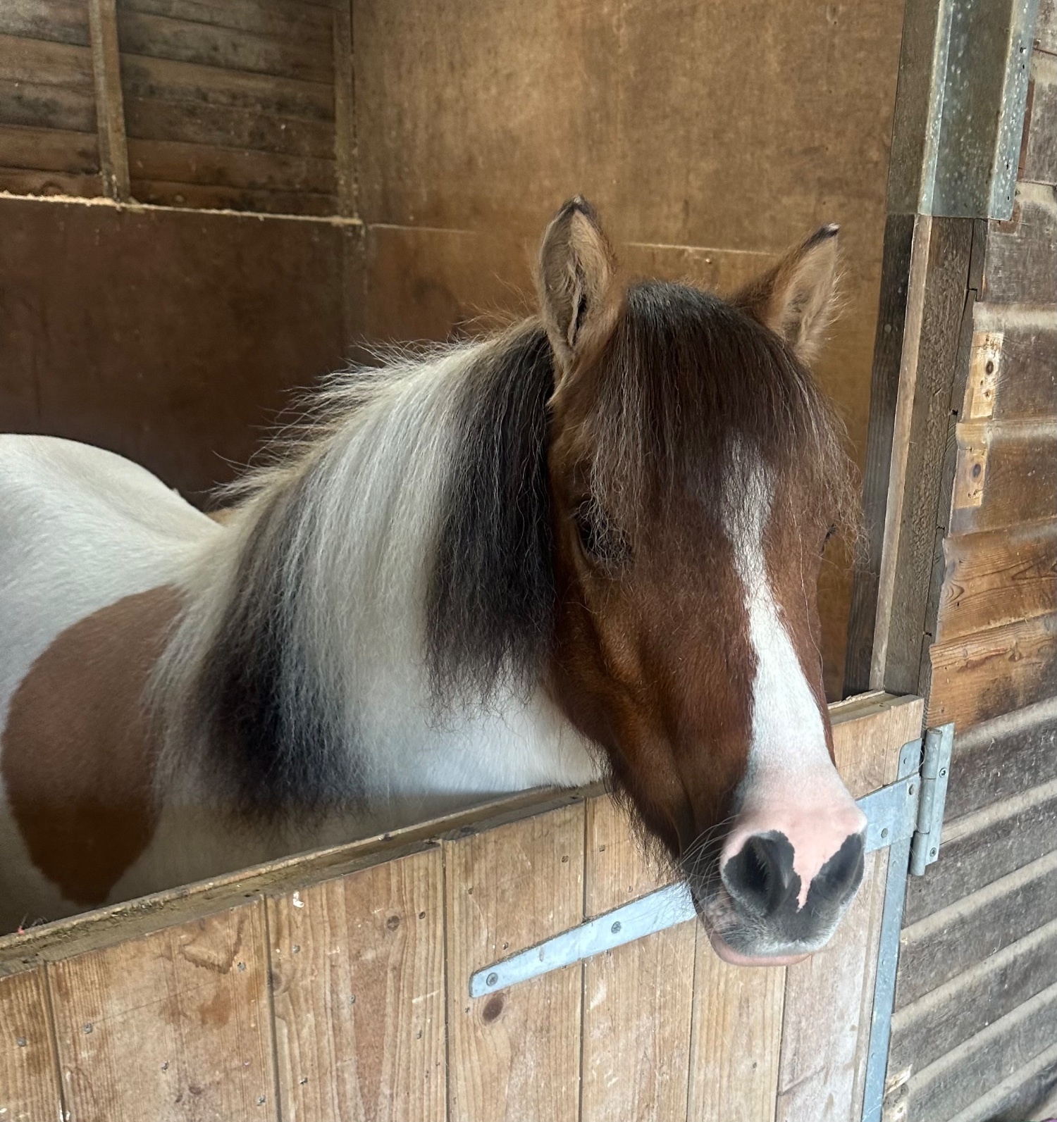 Handcross "Vixen Pie" Skewbald Mare Project Horse