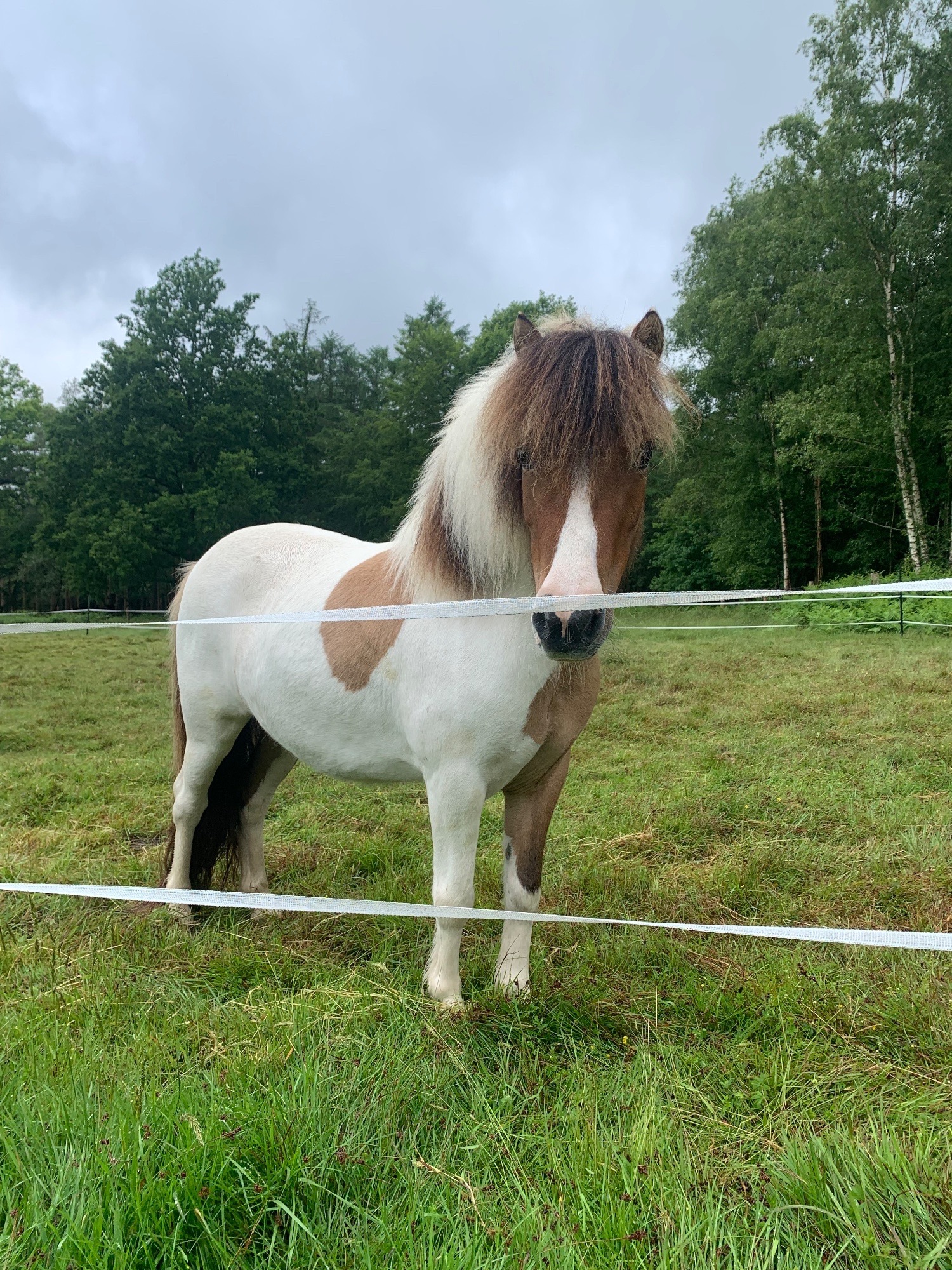 "Vixen Pie" Skewbald Mare Project Horse - Horses in Handcross