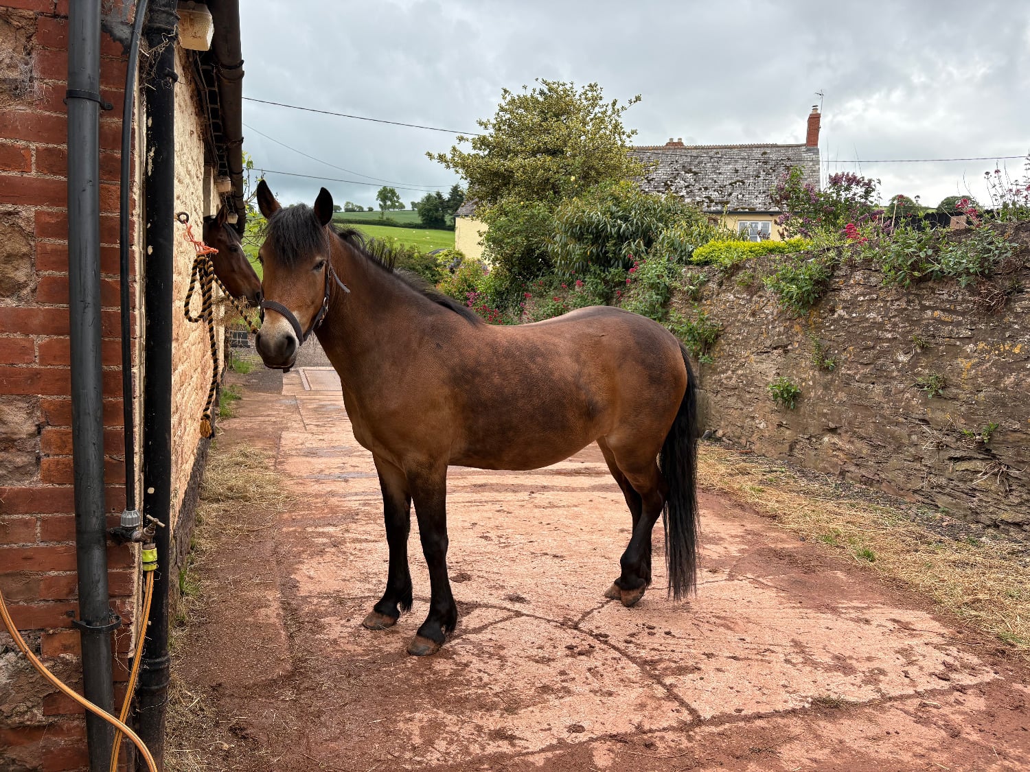 "Quantocks Ladys Edge (Nutmeg)" Bay Mare Family Horse