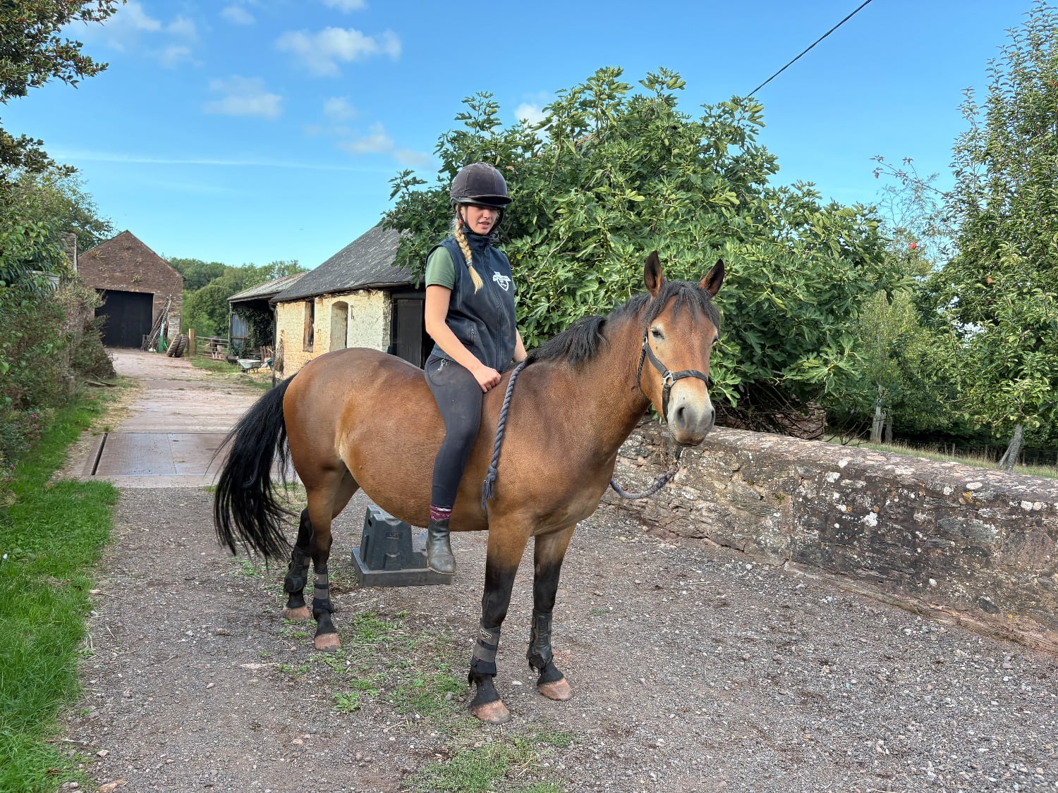 Minehead "Quantocks Ladys Edge (Nutmeg)" Bay Mare Family Horse