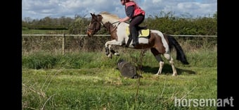 "Bella" Skewbald Mare All Rounder