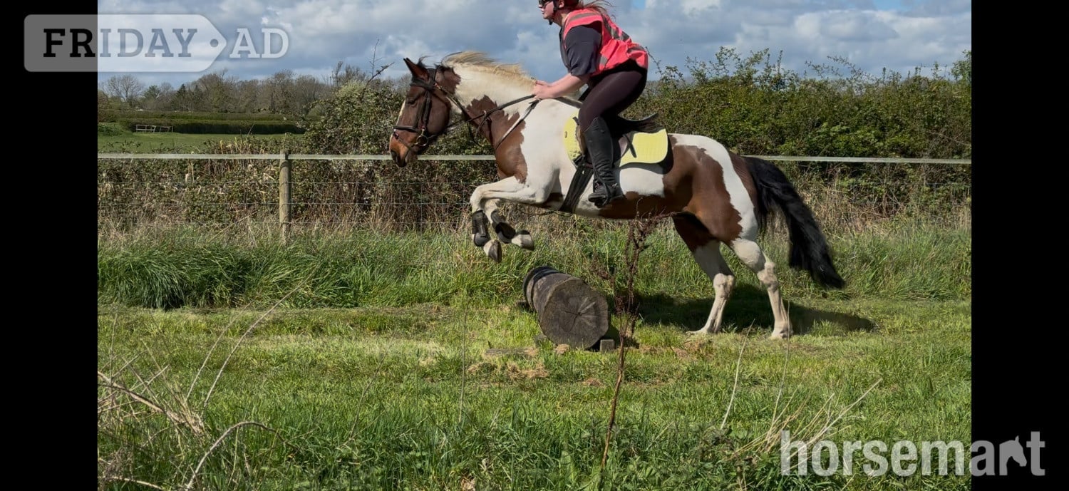 "Bella" Skewbald Mare All Rounder in Leicester