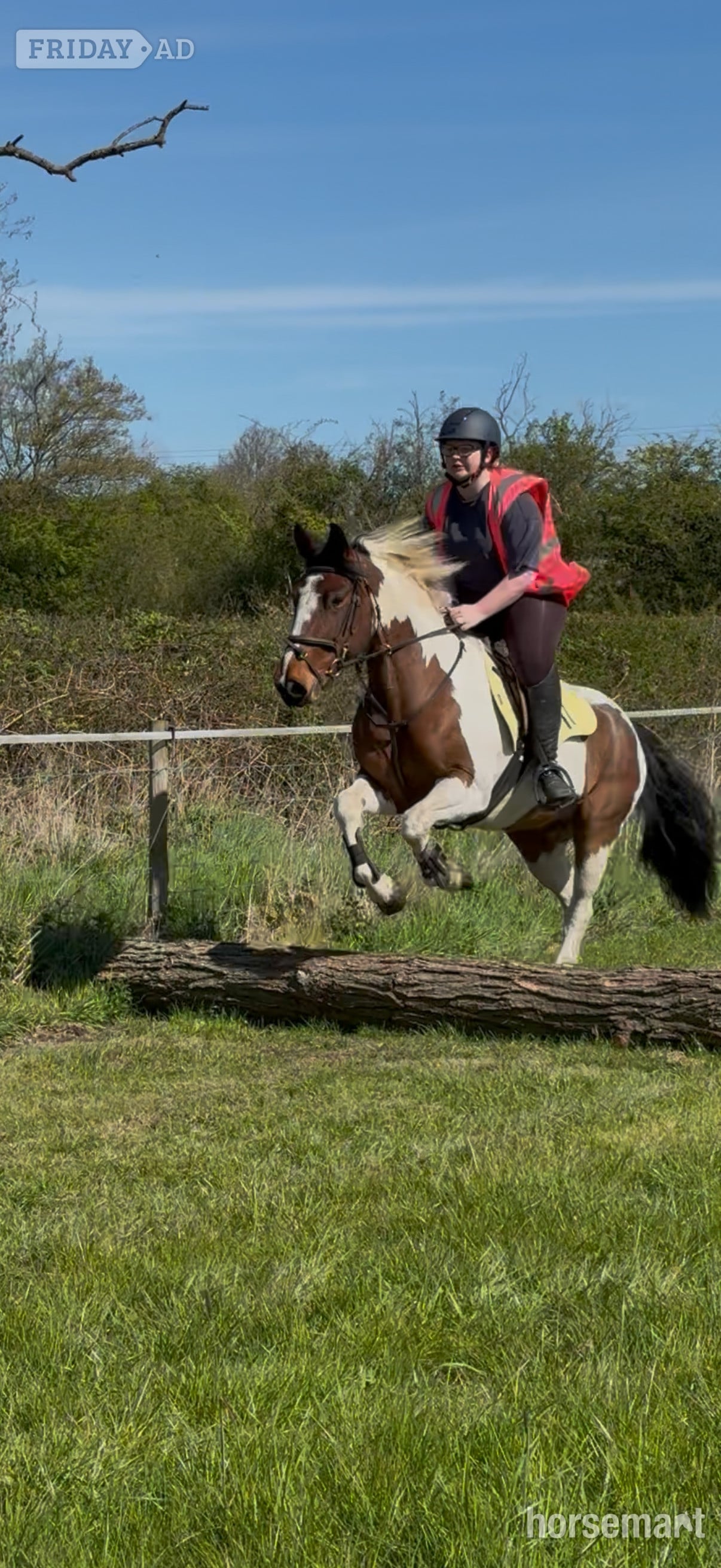 "Bella" Skewbald Mare All Rounder