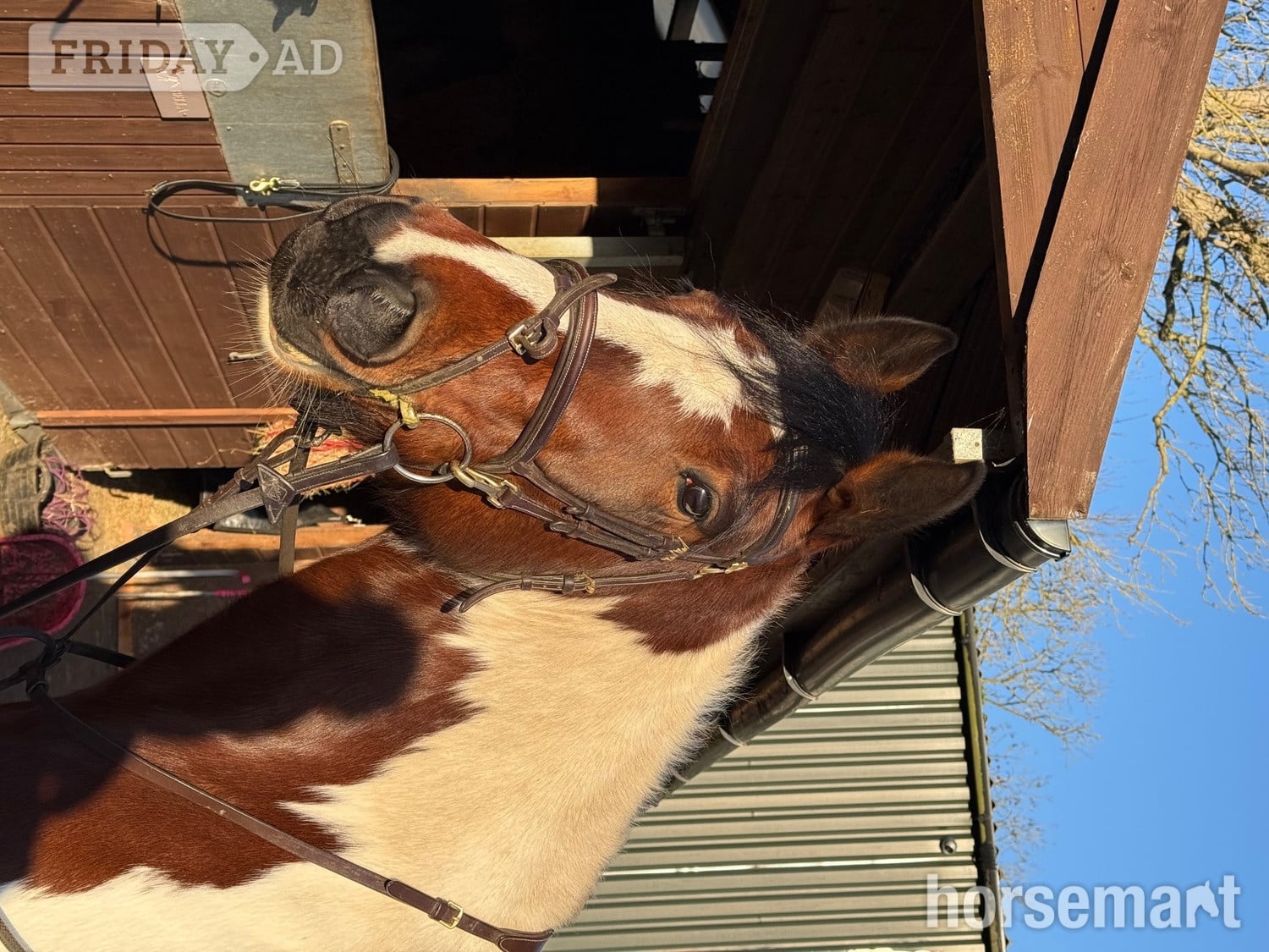 "Bella" Skewbald Mare All Rounder - Horses in Leicester