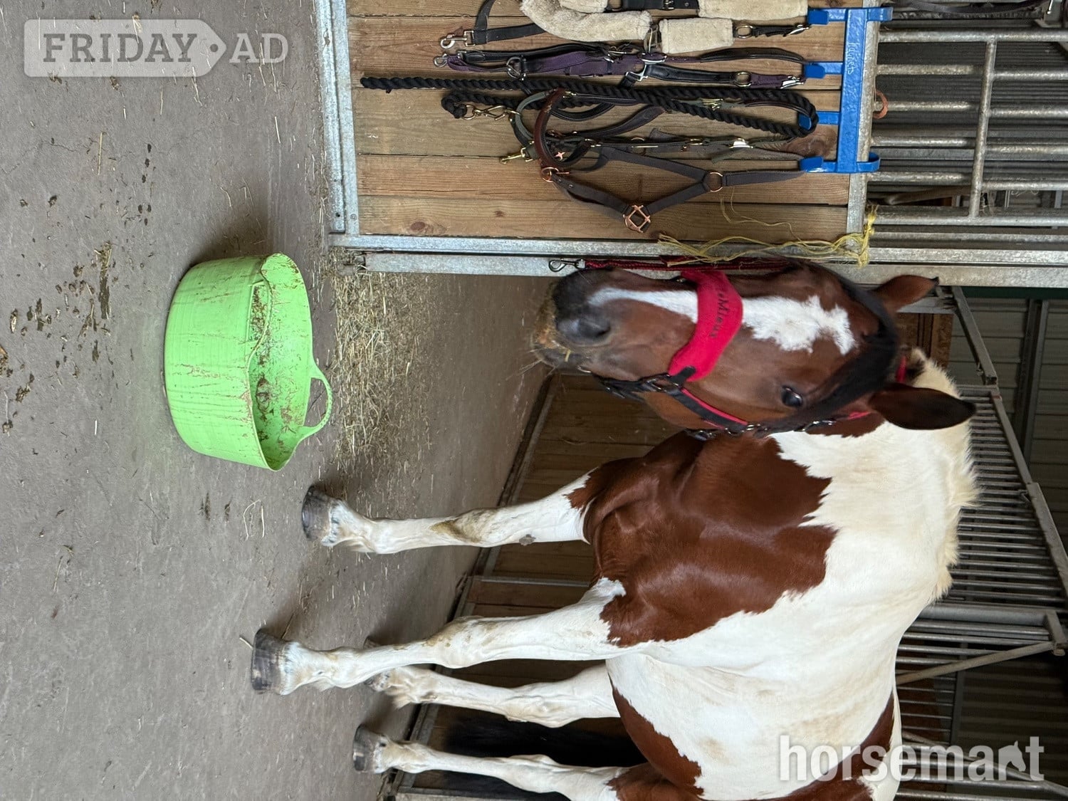 "Bella" Skewbald Mare All Rounder - Horses