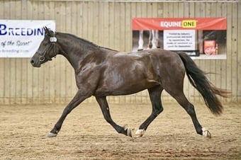 "Bronwyn Shimmer of Bronze" Other Colour Mare All Rounder