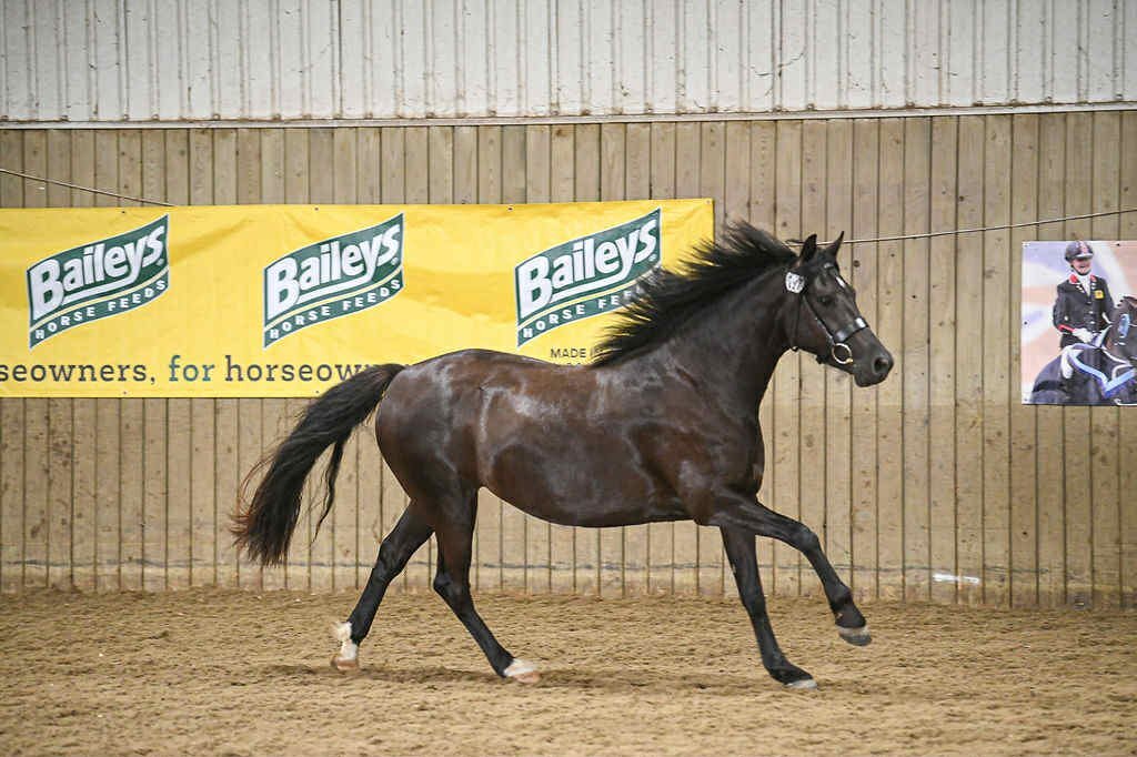 "Bronwyn Shimmer of Bronze" Other Colour Mare All Rounder