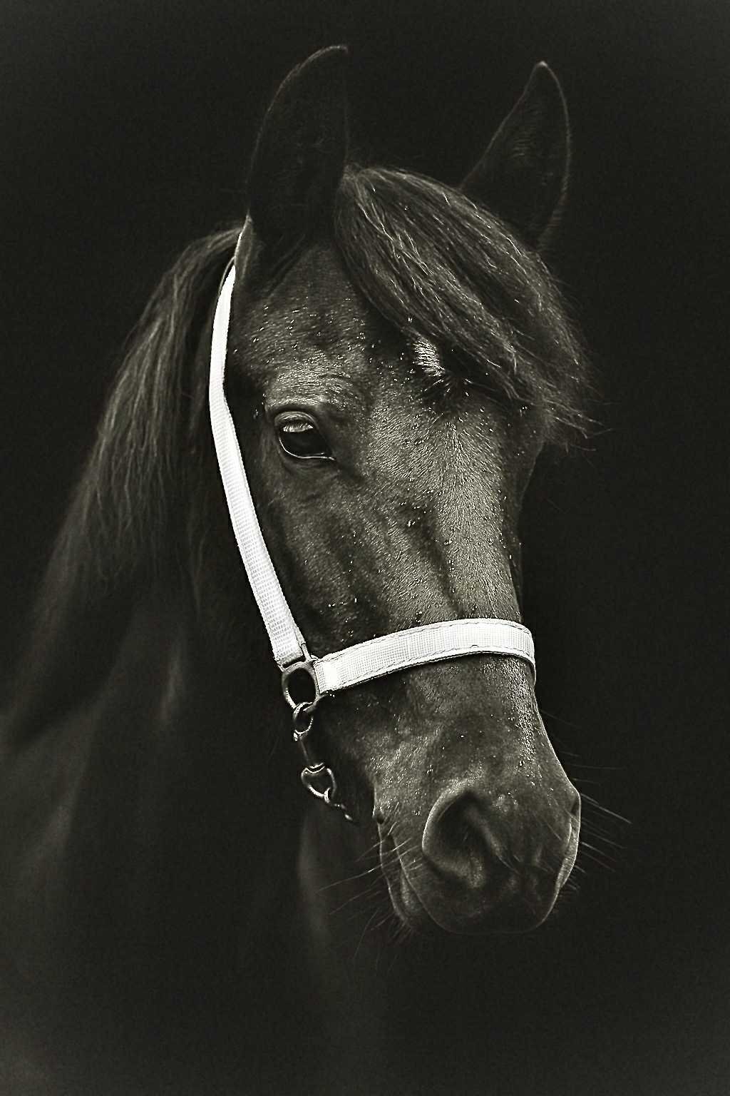 Brecon "Bronwyn Shimmer of Bronze" Other Colour Mare All Rounder