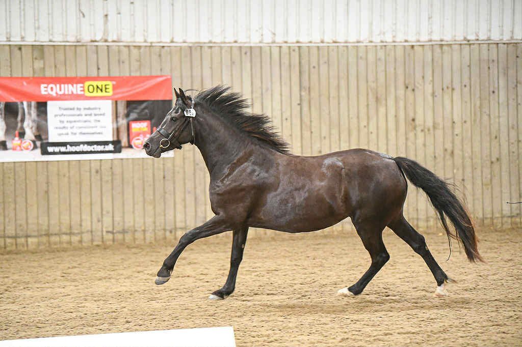"Bronwyn Shimmer of Bronze" Other Colour Mare All Rounder - Horses in Brecon