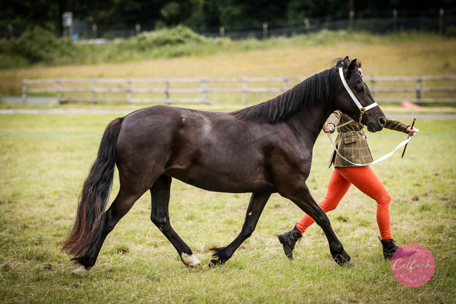 "Bronwyn Shimmer of Bronze" Other Colour Mare All Rounder - Horses