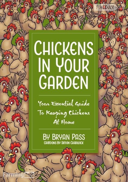 Ashurst Quality Hybrid Chickens at Point of lay