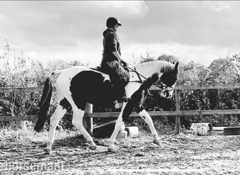 16.3hh ISH gelding for part loan. Bred to event, real potential!