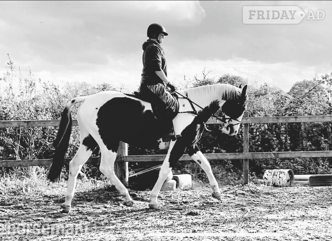 16.3hh ISH gelding for part loan. Bred to event, real potential! in Hopwood