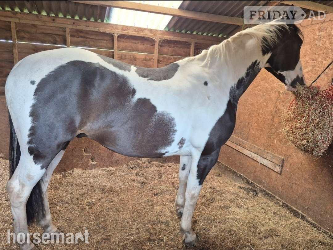 16.3hh ISH gelding for part loan. Bred to event, real potential!