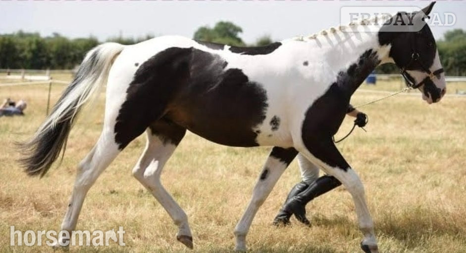 Hopwood 16.3hh ISH gelding for part loan. Bred to event, real potential!