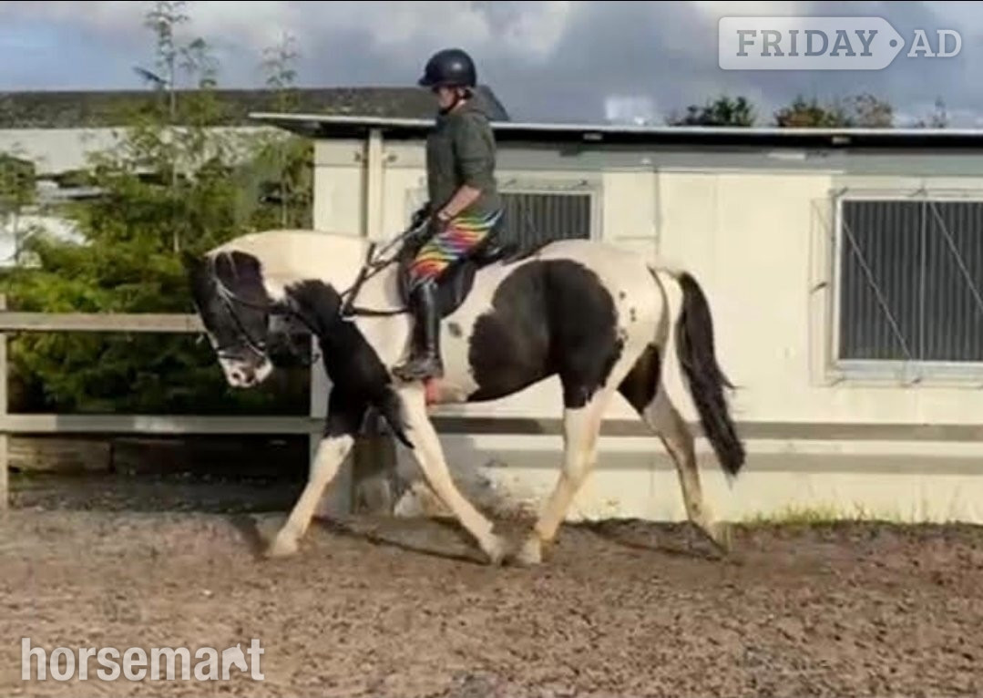 16.3hh ISH gelding for part loan. Bred to event, real potential! - Horses in Hopwood