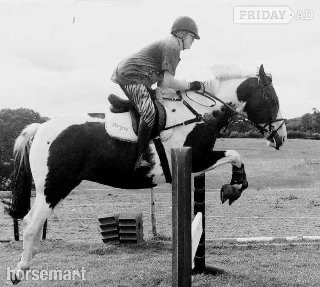 16.3hh ISH gelding for part loan. Bred to event, real potential! - Horses