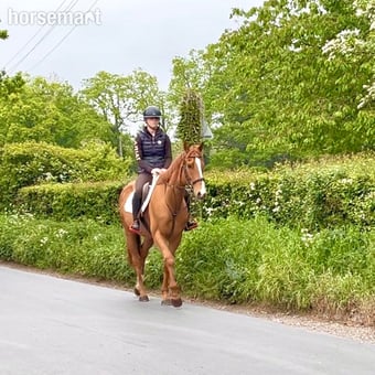 "Benny" Chestnut Gelding All Rounder