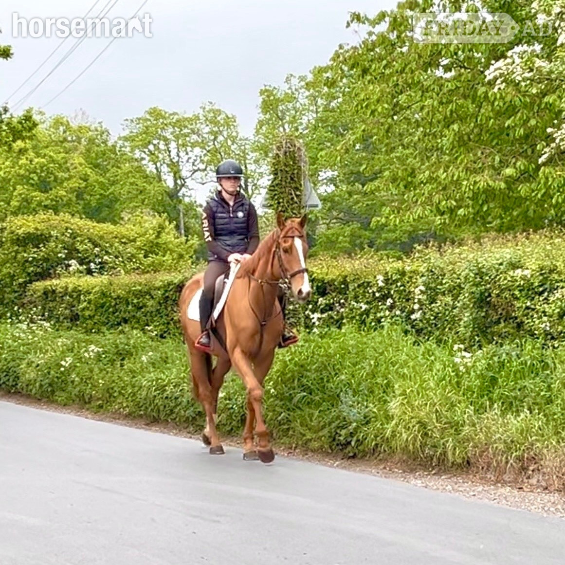 "Benny" Chestnut Gelding All Rounder in Staplehurst