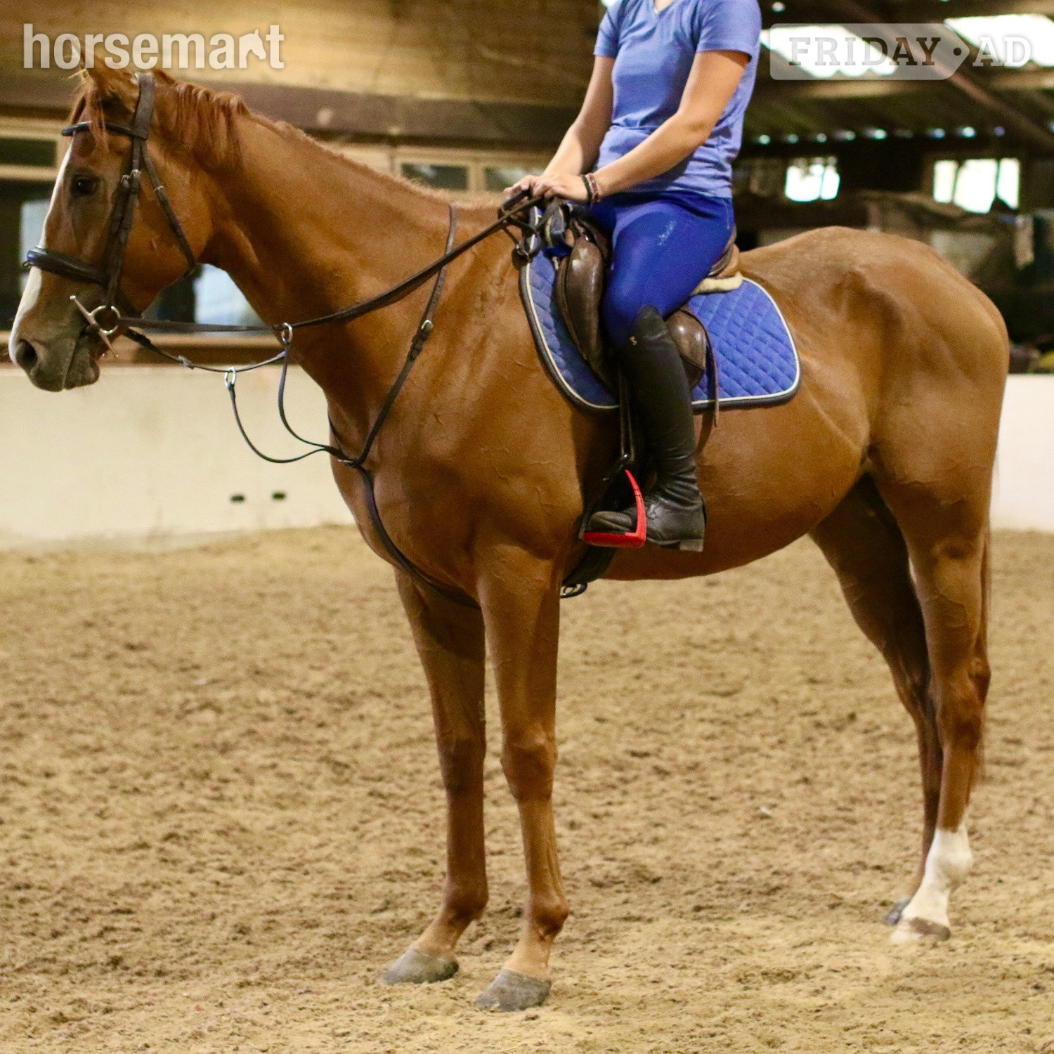 "Benny" Chestnut Gelding All Rounder