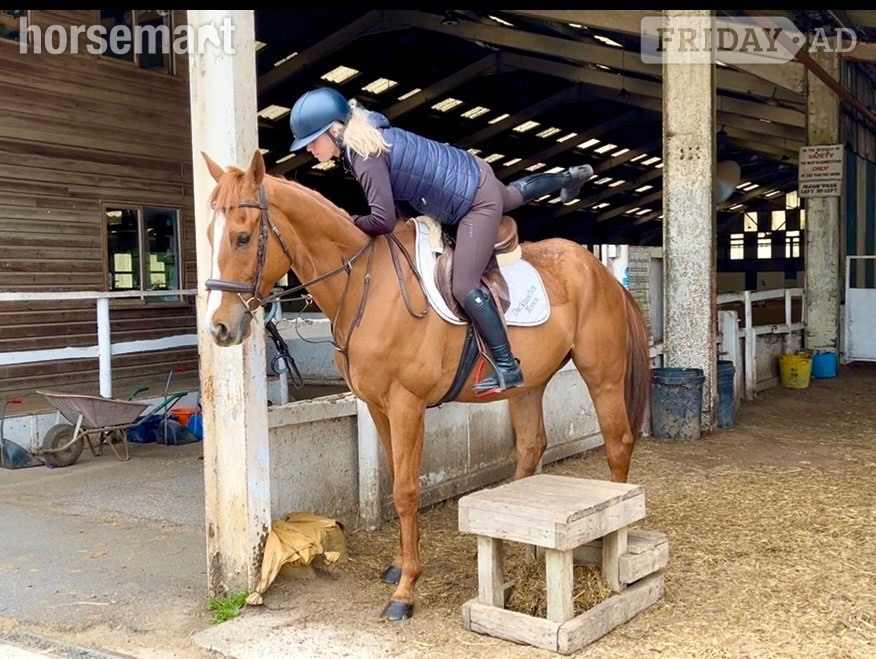 Staplehurst "Benny" Chestnut Gelding All Rounder