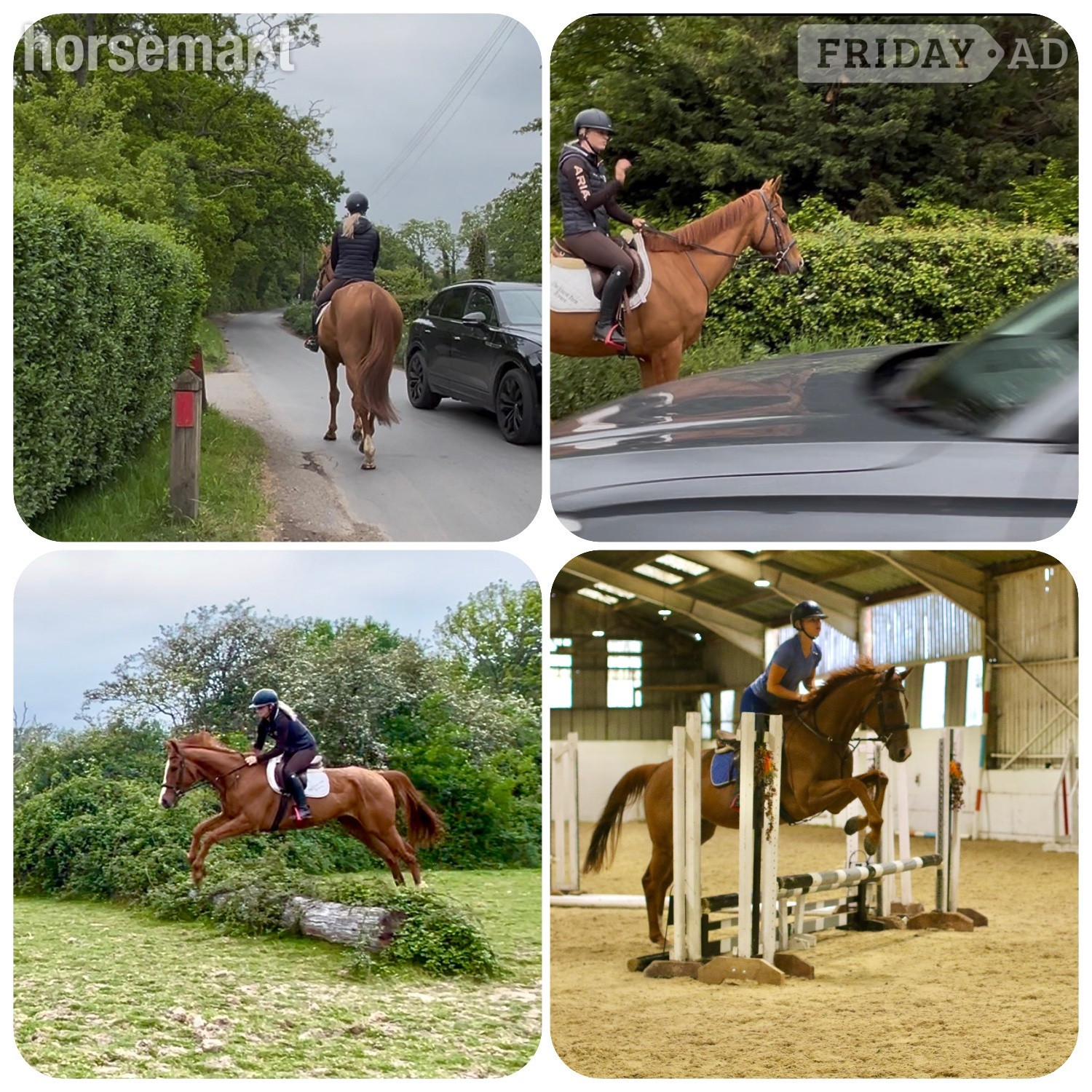 "Benny" Chestnut Gelding All Rounder - Horses in Staplehurst