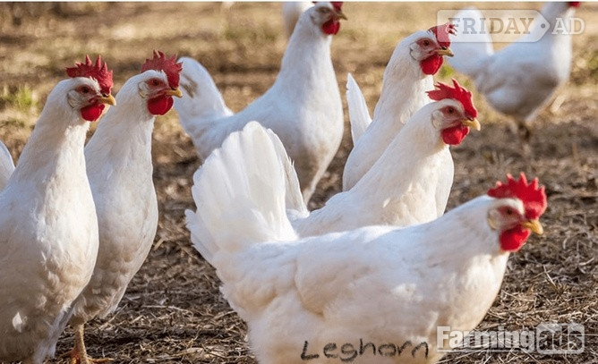 White Leghorns - Point of Lay Hens in Pilling