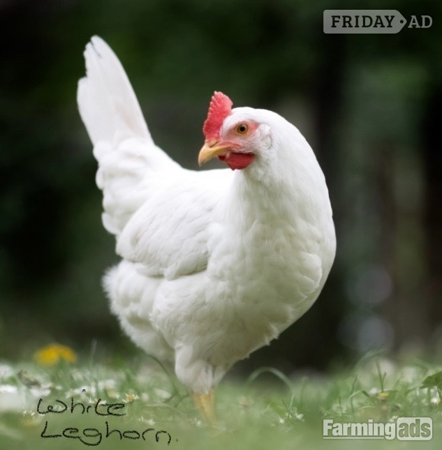 Pilling White Leghorns - Point of Lay Hens