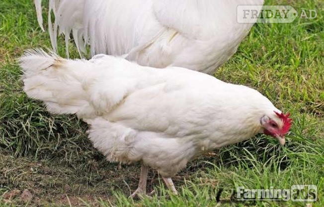 White Leghorns - Point of Lay Hens - Poultry in Pilling