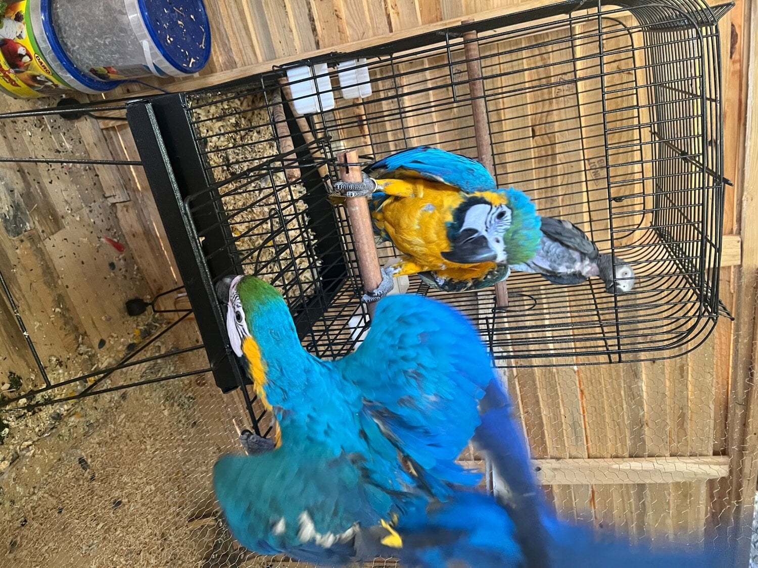 Gold and blue macaw in London