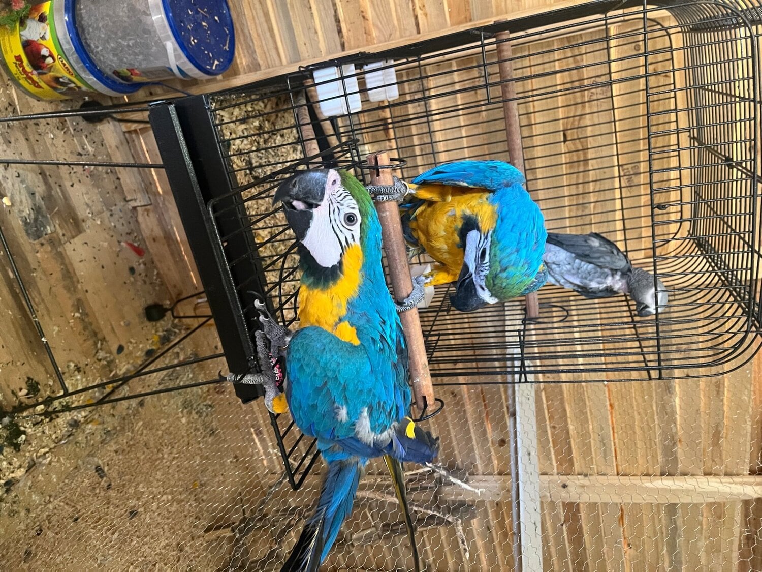 Gold and blue macaw