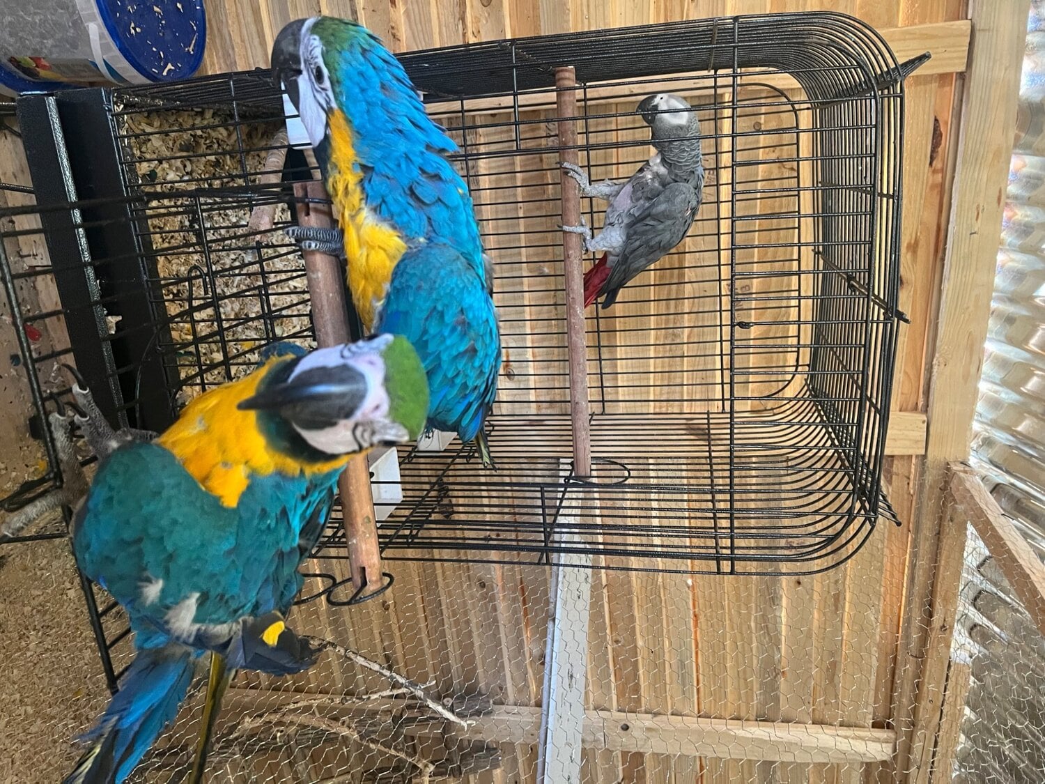 London Gold and blue macaw