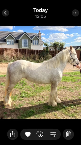 "Misty" Grey Mare Family Horse