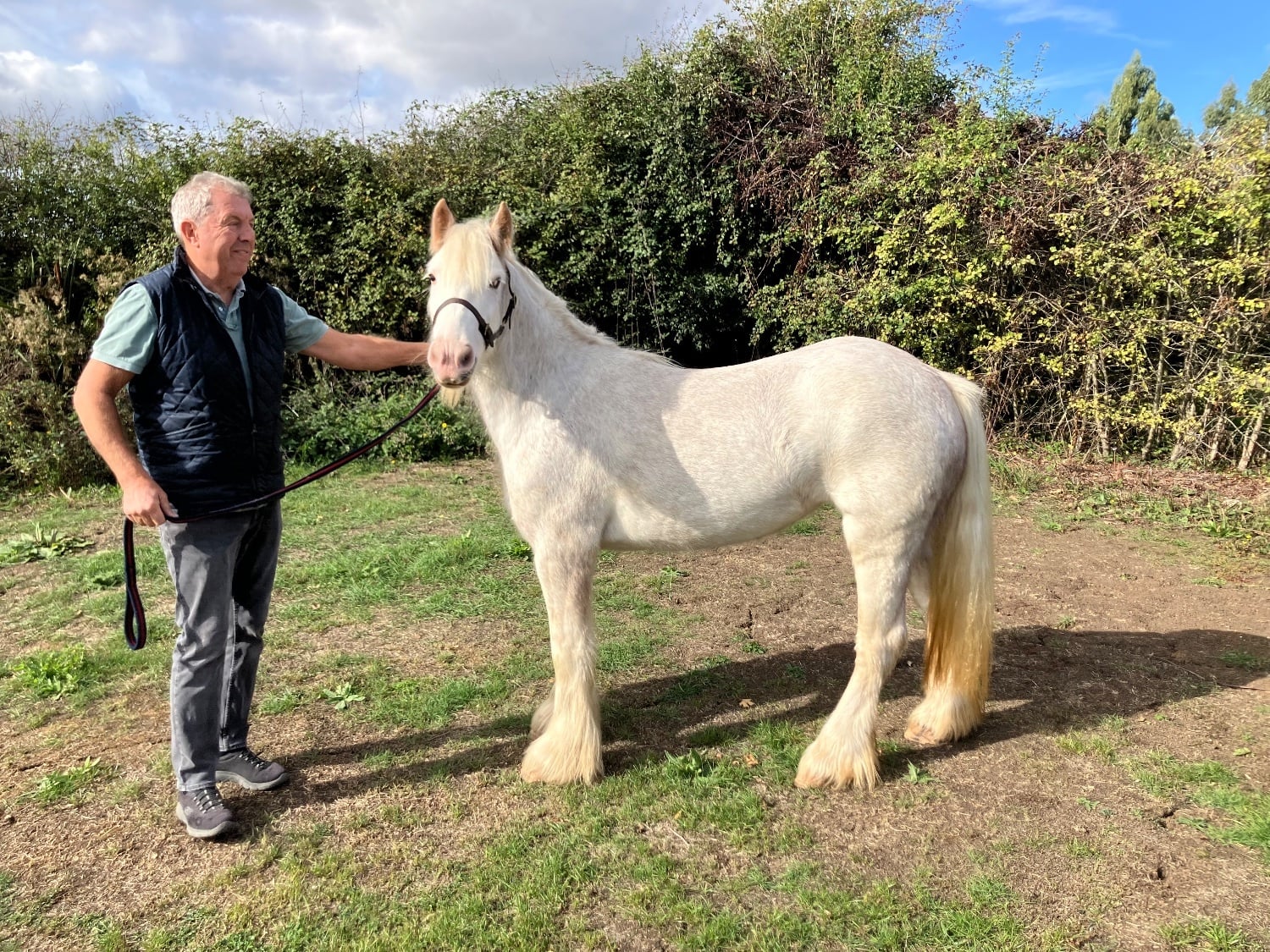 "Misty" Grey Mare Family Horse